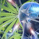 El CBD Y el THC ¿pueden detener el Alzheimer?