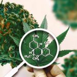 ¿Funcionan los Cannabinoides como Terapia Anti-tumoral?