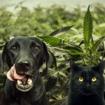 CBD para tus hijos felinos y caninos